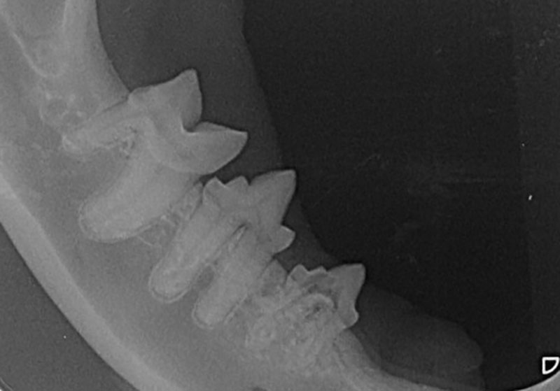 image of xray